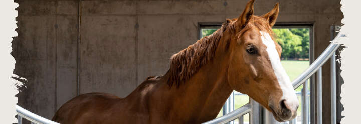 einstiegsbanner pferd pferdefutter stehfutter pferd box derby